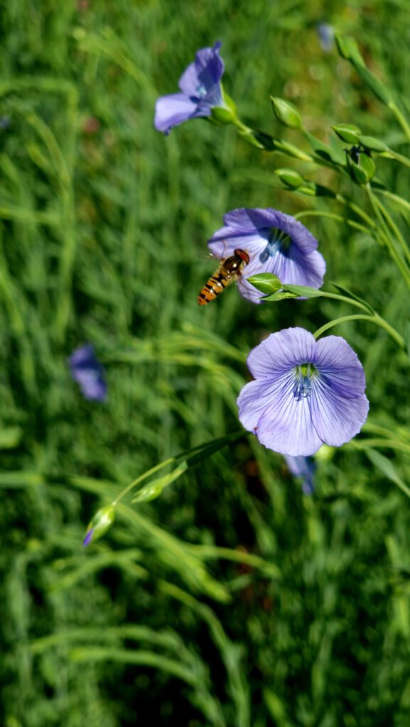 Flachsblüte