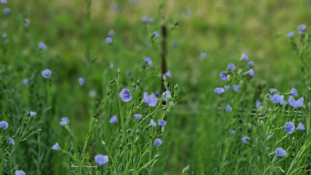 Flachsblüte