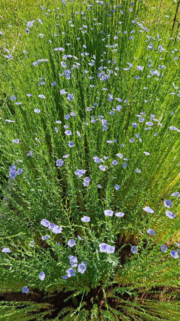 Flachs