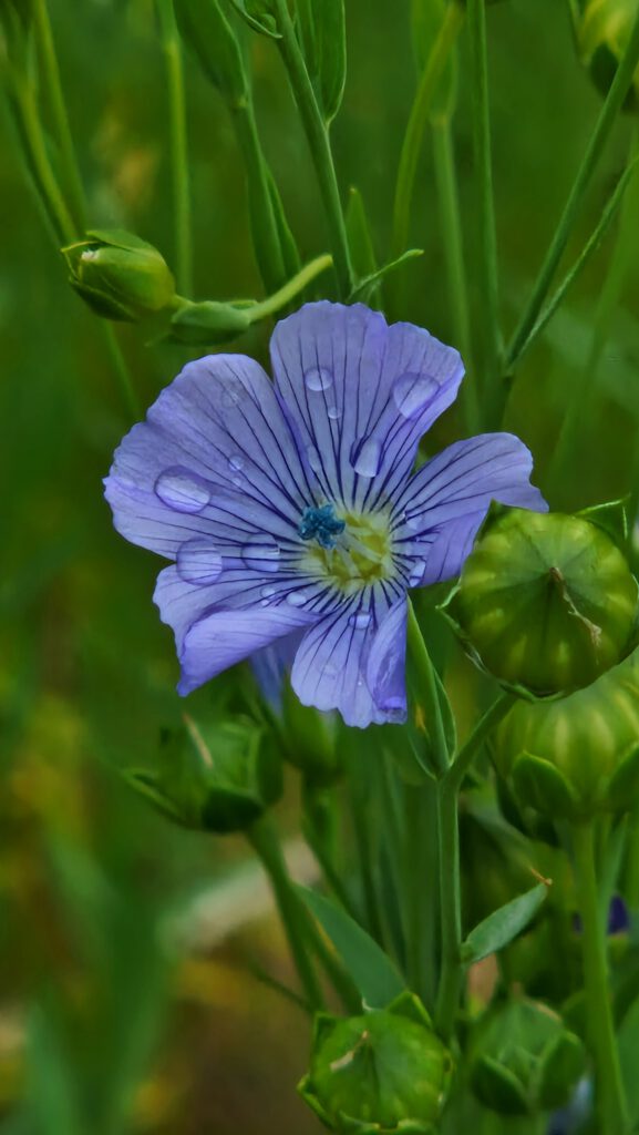 Leinenblüte