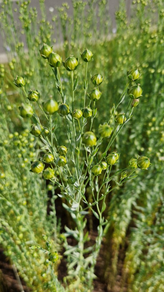 Samenkapseln Flachs