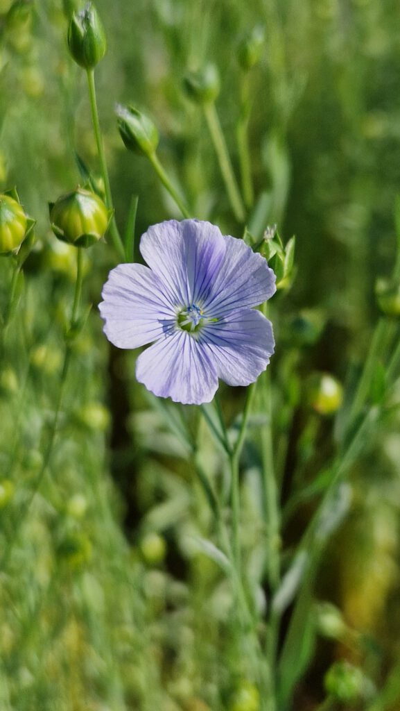 Flachsblüte