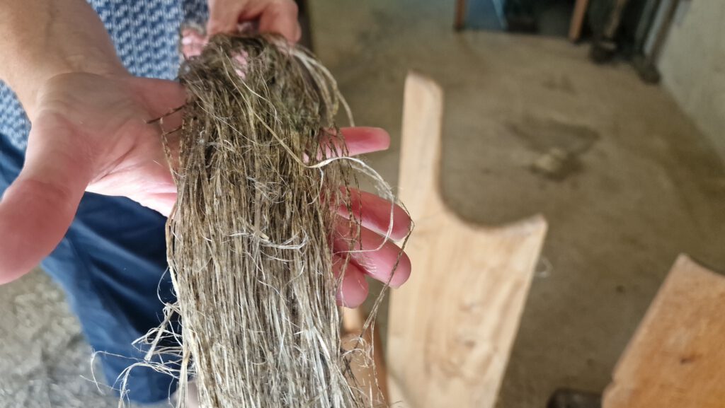 Flachs nach dem Schwingen