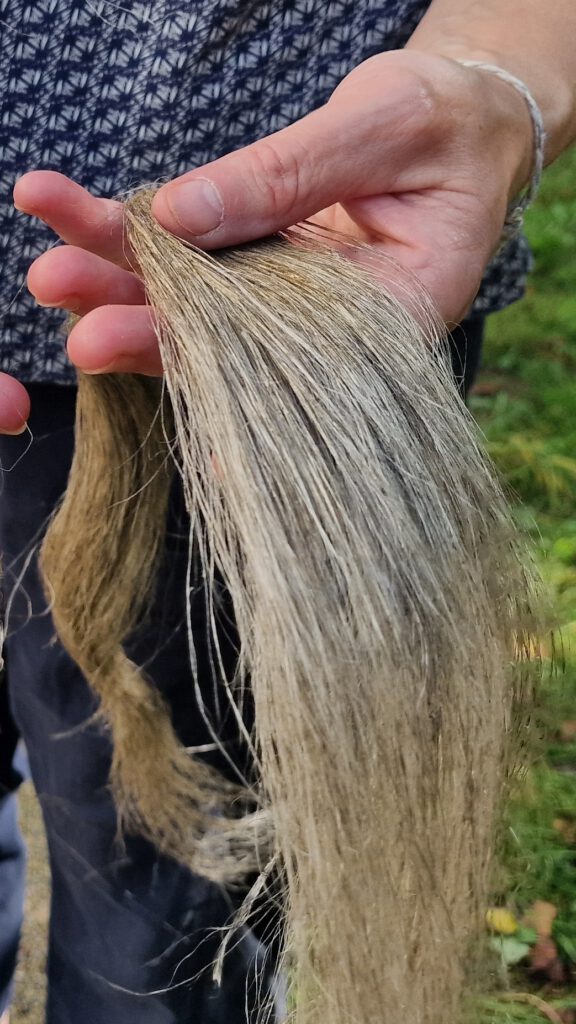 Gehechelter Flachs